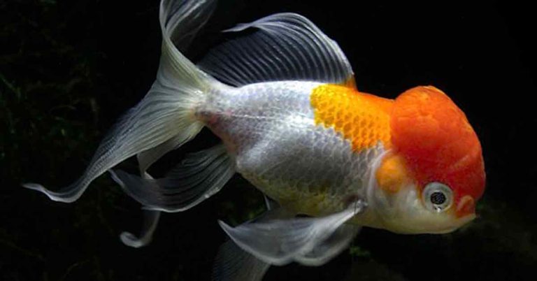 LionHead Goldfish In Fish Tank Maintained By An Aquarium Service Company Aquarium Feng Shui